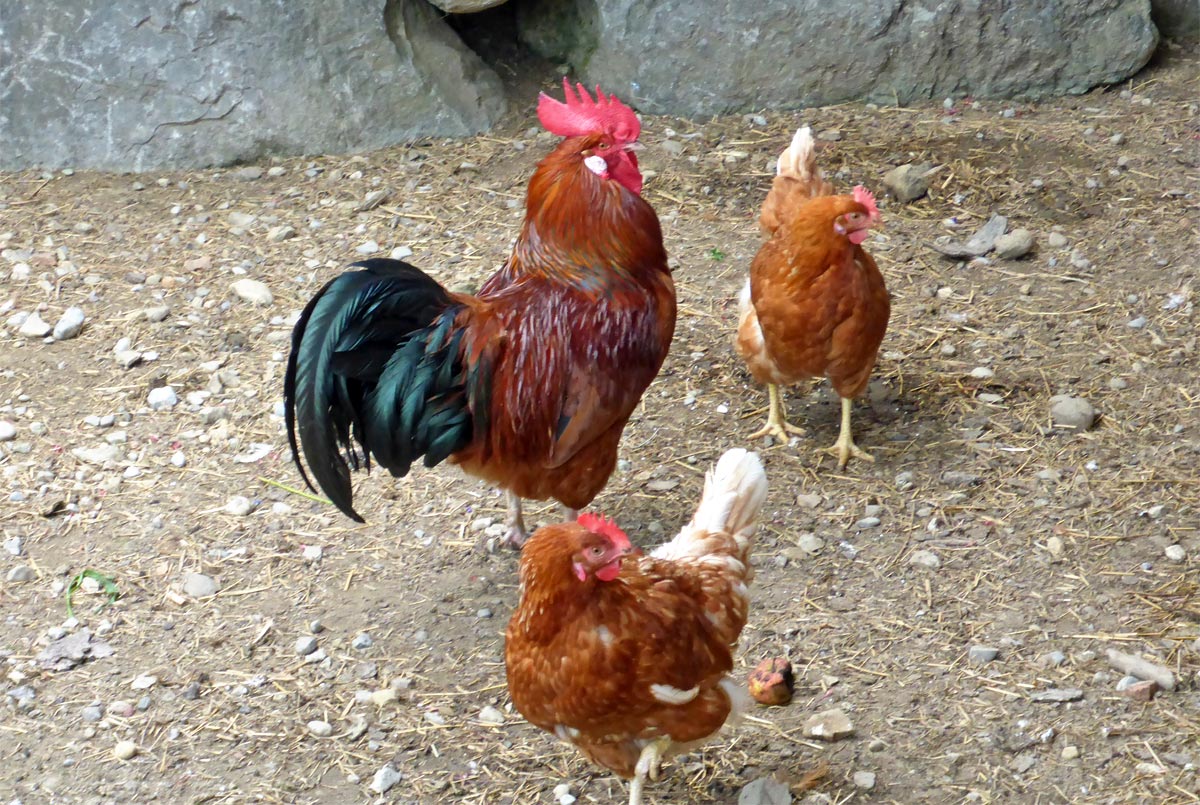 Unsere Hühner und unser Hahn